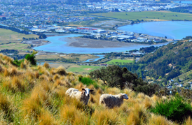 sheep with landscape